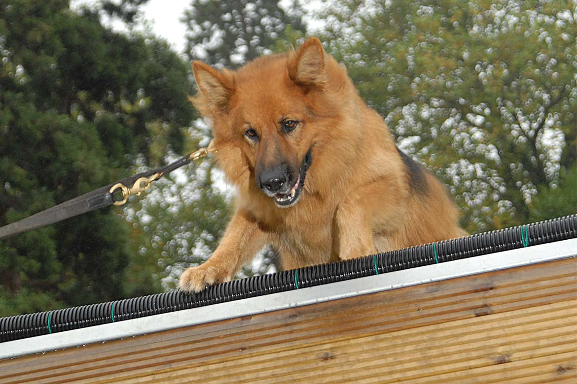 Guard dogs