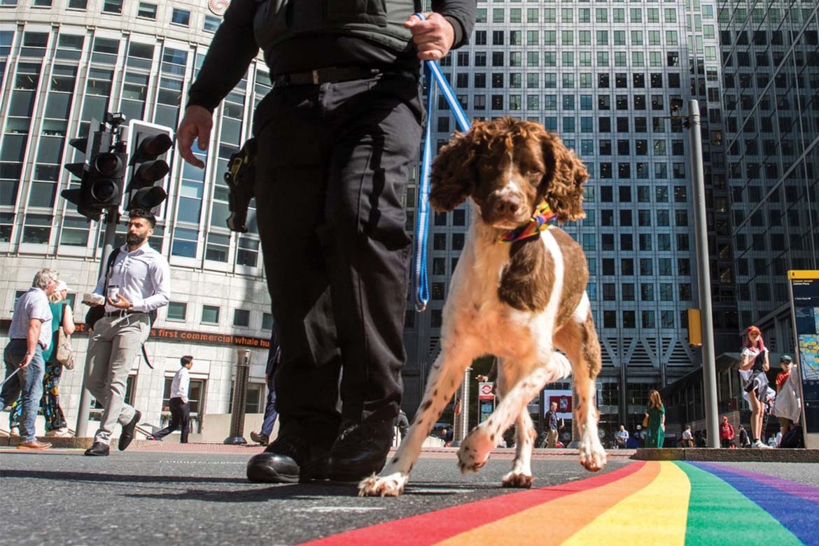 Security dog Marley