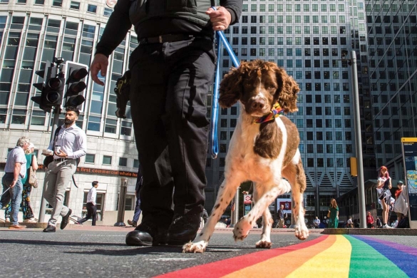 Security dog Marley