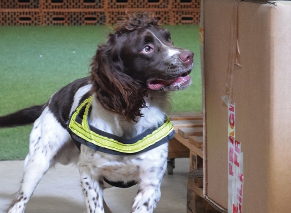 security dog